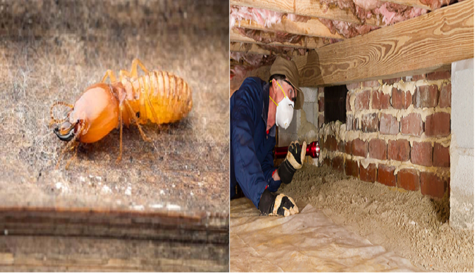 Annual Termite Inspections