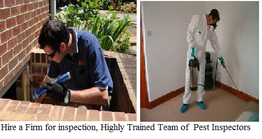 Termite Inspection services