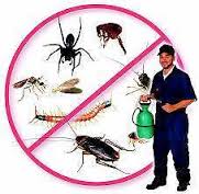 Pest Inspection treatments