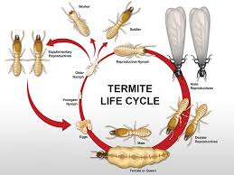 Brisbane Termite Inspections