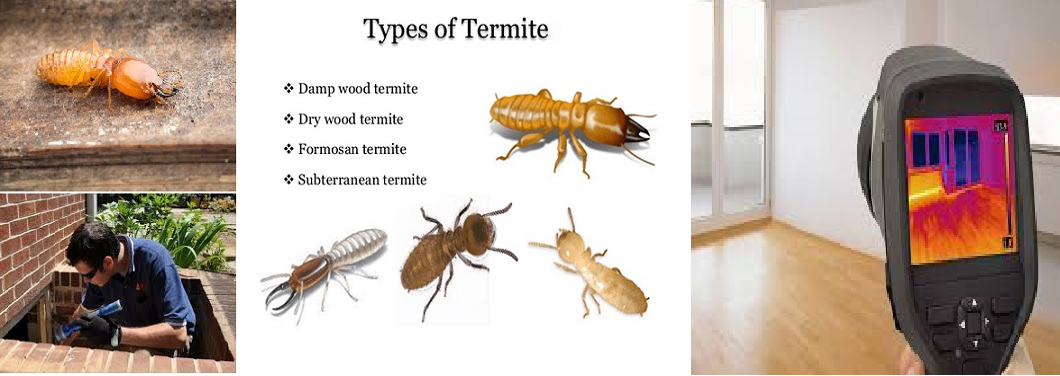 Termite Control services