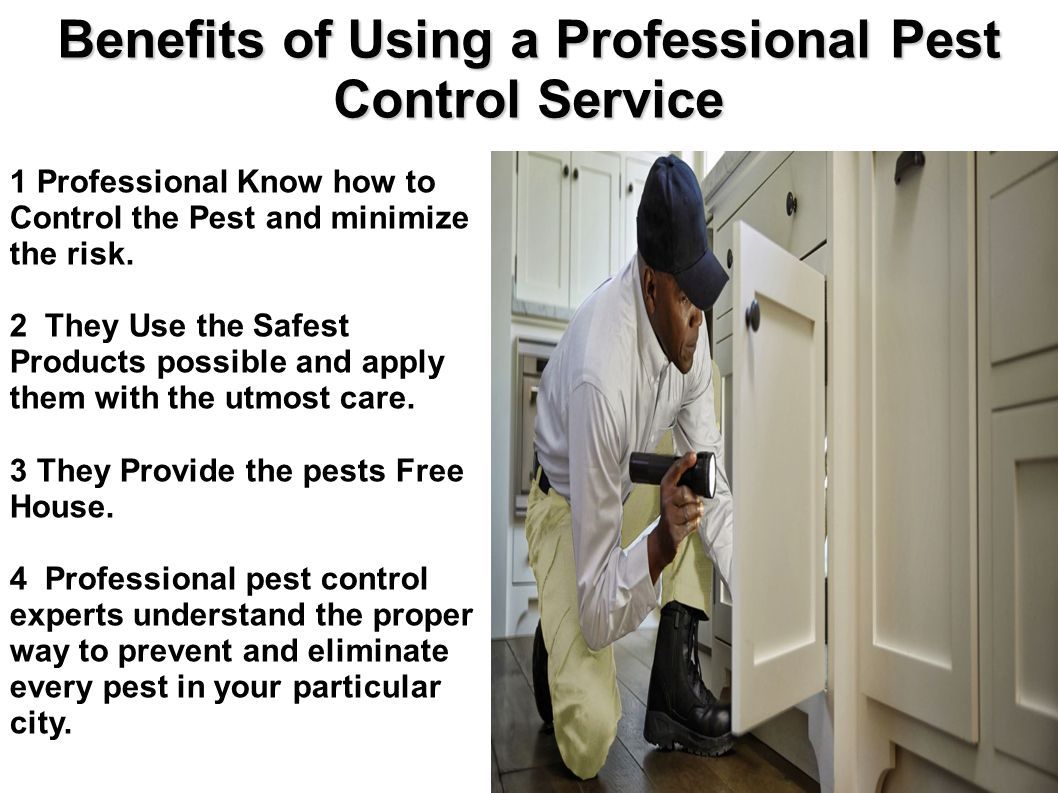 Commercial Pest control Experts