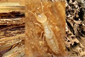 Termite Management services